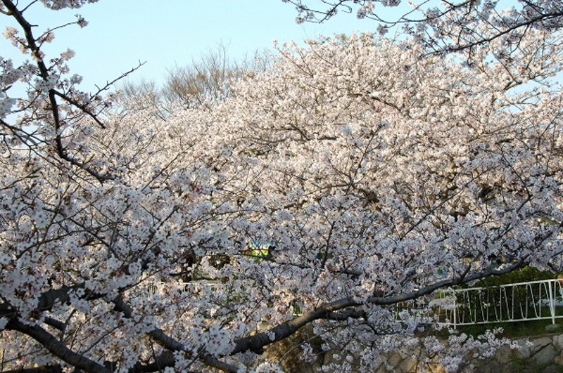 満開のサクラ 桜の木 満開のサクラ 桜の木