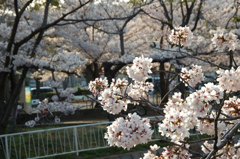 サクラ 桜の木 枝 サクラ 桜の木 枝