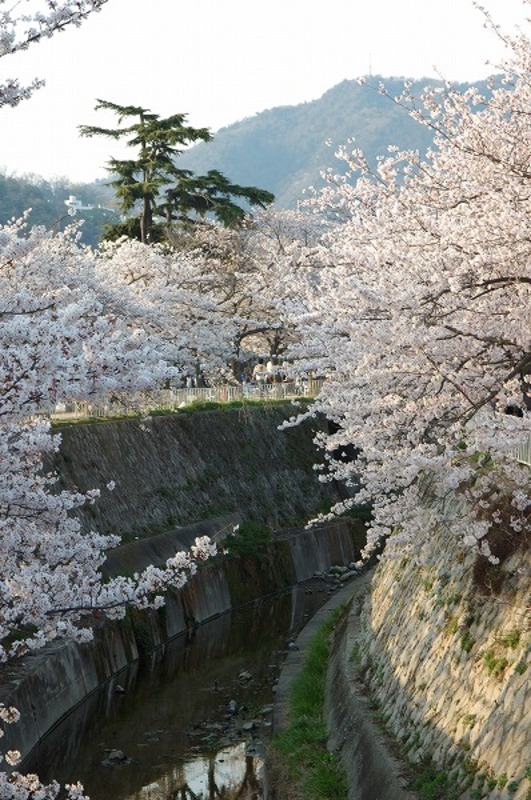 川沿いの 桜の木 川沿いの 桜の木