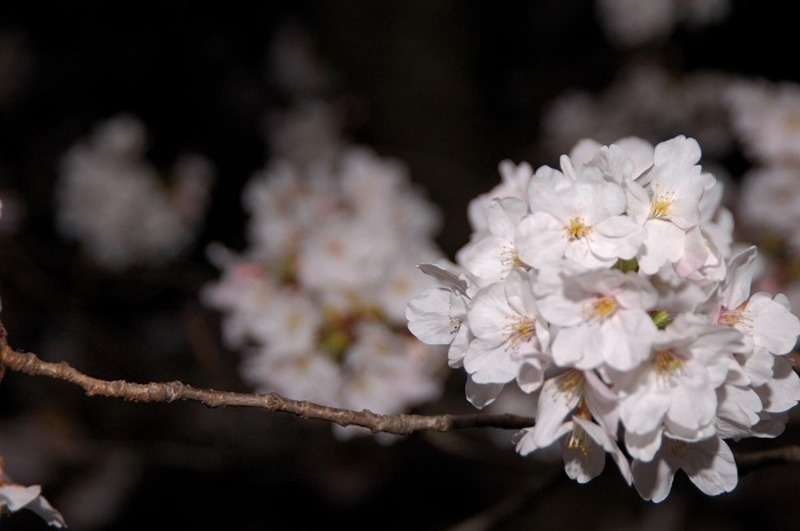 サクラ 桜の花 夜桜 サクラ 桜の花 夜桜