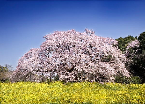 サクラ 桜の木 菜の花 サクラ 桜の木 菜の花